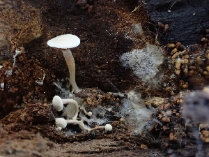  ( - HAY-F-003737)  @11 [ ] by-nc (2023) Dean Lyons Fungal Diversity Survey