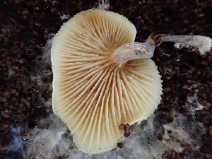  ( - HAY-F-003736)  @11 [ ] by-nc (2023) Dean Lyons Fungal Diversity Survey