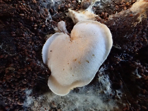  ( - HAY-F-003736)  @11 [ ] by-nc (2023) Dean Lyons Fungal Diversity Survey