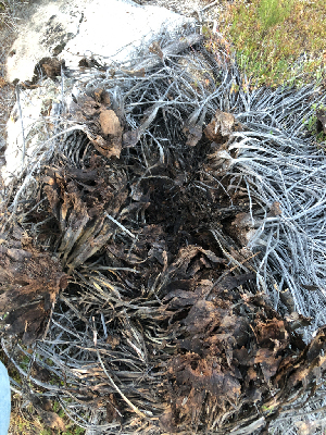  ( - HAY-F-003724)  @11 [ ] by-nc (2023) Dean Lyons Fungal Diversity Survey