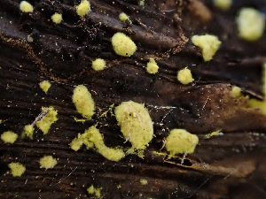  ( - HAY-F-003724)  @11 [ ] by-nc (2023) Dean Lyons Fungal Diversity Survey