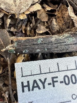  ( - HAY-F-002646)  @11 [ ] c (2023) Rudy Diaz Fungal Diversity Survey