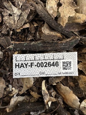  ( - HAY-F-002646)  @11 [ ] c (2023) Rudy Diaz Fungal Diversity Survey