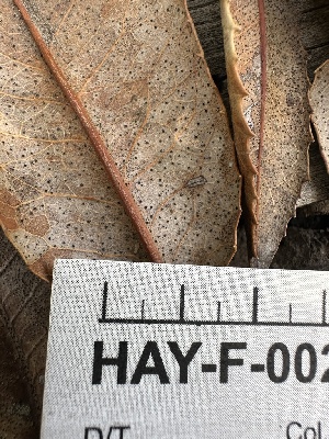  ( - HAY-F-002645)  @11 [ ] c (2023) Rudy Diaz Fungal Diversity Survey