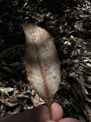  ( - HAY-F-002645)  @11 [ ] c (2023) Rudy Diaz Fungal Diversity Survey