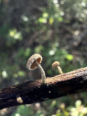  (Pleuroflammula sp. CA01 - HAY-F-002657)  @11 [ ] c (2023) Rudy Diaz Fungal Diversity Survey