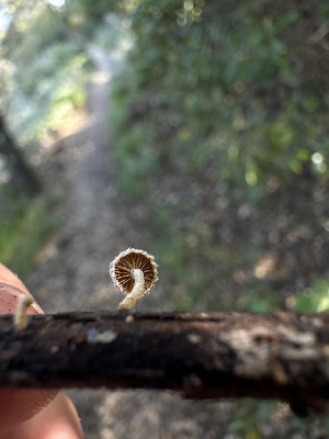  ( - HAY-F-002657)  @11 [ ] c (2023) Rudy Diaz Fungal Diversity Survey