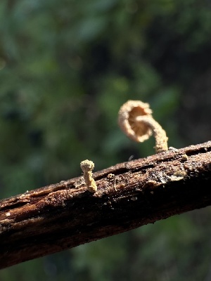  ( - HAY-F-002657)  @11 [ ] c (2023) Rudy Diaz Fungal Diversity Survey