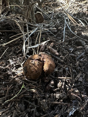  ( - HAY-F-002654)  @11 [ ] c (2023) Rudy Diaz Fungal Diversity Survey