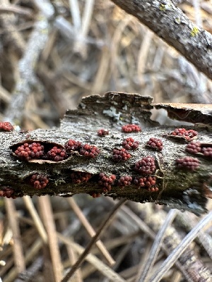  ( - HAY-F-002652)  @11 [ ] c (2023) Rudy Diaz Fungal Diversity Survey