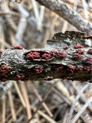  ( - HAY-F-002652)  @11 [ ] c (2023) Rudy Diaz Fungal Diversity Survey