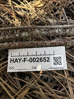  ( - HAY-F-002652)  @11 [ ] c (2023) Rudy Diaz Fungal Diversity Survey