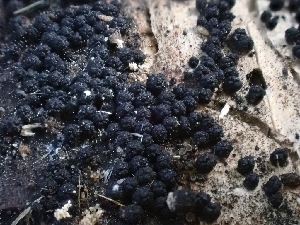  ( - HAY-F-001933)  @11 [ ] by-nc (2023) Sadie Hickey Fungal Diversity Survey