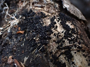  ( - HAY-F-001933)  @11 [ ] by-nc (2023) Sadie Hickey Fungal Diversity Survey