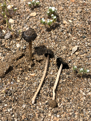  ( - HAY-F-003168)  @11 [ ] by-nc (2023) Dean Lyons Fungal Diversity Survey
