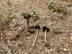  ( - HAY-F-003168)  @11 [ ] by-nc (2023) Dean Lyons Fungal Diversity Survey