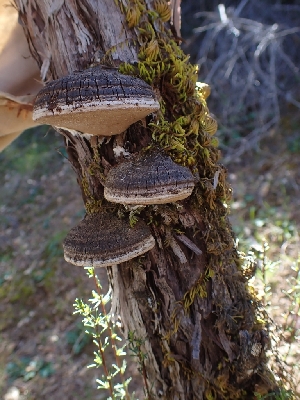  ( - HAY-F-001925)  @11 [ ] by-nc (2023) Sadie Hickey Fungal Diversity Survey