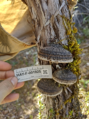  ( - HAY-F-001925)  @11 [ ] by-nc (2023) Sadie Hickey Fungal Diversity Survey