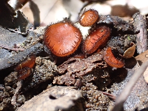  ( - HAY-F-001866)  @11 [ ] by-nc (2023) Sadie Hickey Fungal Diversity Survey