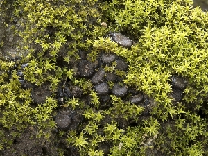  ( - HAY-F-004868)  @11 [ ] by-nc (2023) Stu Pickell Fungal Diversity Survey