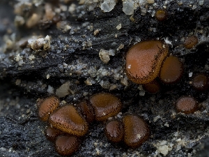  ( - HAY-F-002895)  @11 [ ] by-nc (2023) Stu Pickell Fungal Diversity Survey
