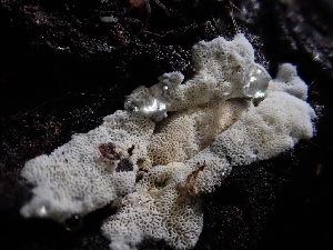  (Sidera sp. CA01 - HAY-F-001869)  @11 [ ] by-nc (2023) Sadie Hickey Fungal Diversity Survey
