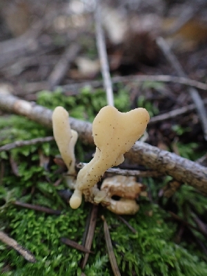  ( - HAY-F-001880)  @11 [ ] by-nc (2023) Sadie Hickey Fungal Diversity Survey