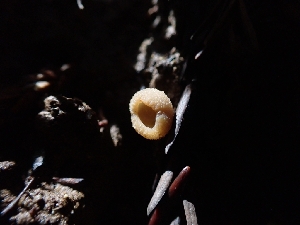  (Tarzetta sp. CA01 - HAY-F-001872)  @11 [ ] by-nc (2023) Sadie Hickey Fungal Diversity Survey