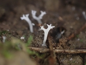  ( - HAY-F-001873)  @11 [ ] by-nc (2023) Sadie Hickey Fungal Diversity Survey