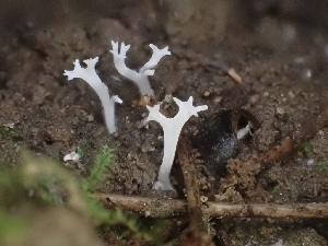  ( - HAY-F-001873)  @11 [ ] by-nc (2023) Sadie Hickey Fungal Diversity Survey