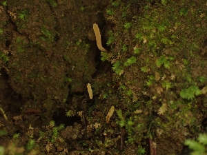  ( - HAY-F-001874)  @11 [ ] by-nc (2023) Sadie Hickey Fungal Diversity Survey