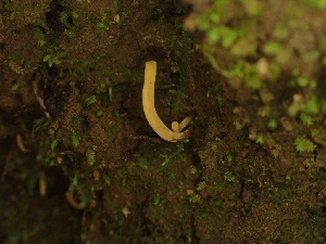  ( - HAY-F-001874)  @11 [ ] by-nc (2023) Sadie Hickey Fungal Diversity Survey