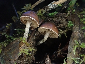  ( - HAY-F-001876)  @11 [ ] by-nc (2023) Sadie Hickey Fungal Diversity Survey