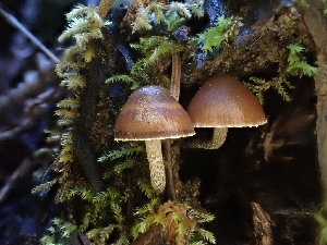  ( - HAY-F-001876)  @11 [ ] by-nc (2023) Sadie Hickey Fungal Diversity Survey