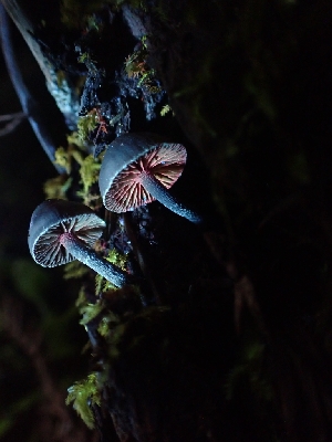  ( - HAY-F-001876)  @11 [ ] by-nc (2023) Sadie Hickey Fungal Diversity Survey