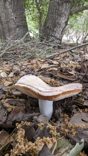  ( - HAY-F-001411)  @11 [ ] c (2023) Michelle C. Torres-Grant Fungal Diversity Survey