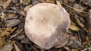  (Russula sp. Woo16 - HAY-F-001411)  @11 [ ] c (2023) Michelle C. Torres-Grant Fungal Diversity Survey