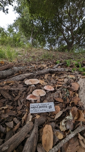  ( - HAY-F-001412)  @11 [ ] c (2023) Michelle C. Torres-Grant Fungal Diversity Survey