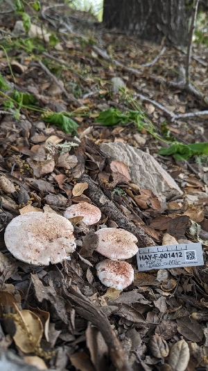  ( - HAY-F-001412)  @11 [ ] c (2023) Michelle C. Torres-Grant Fungal Diversity Survey