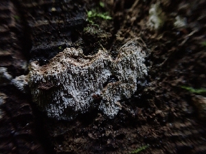  ( - HAY-F-001871)  @11 [ ] by-nc (2023) Sadie Hickey Fungal Diversity Survey