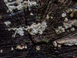  ( - HAY-F-001871)  @11 [ ] by-nc (2023) Sadie Hickey Fungal Diversity Survey