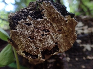  ( - HAY-F-001871)  @11 [ ] by-nc (2023) Sadie Hickey Fungal Diversity Survey