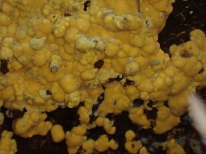  (Scytinostroma sp. ochroleucum-CA01 - HAY-F-003581)  @11 [ ] by-nc (2023) Sadie Hickey Fungal Diversity Survey