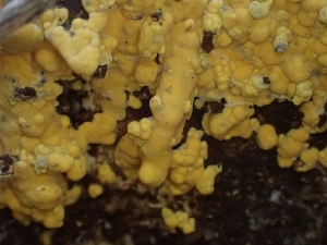  ( - HAY-F-003581)  @11 [ ] by-nc (2023) Sadie Hickey Fungal Diversity Survey