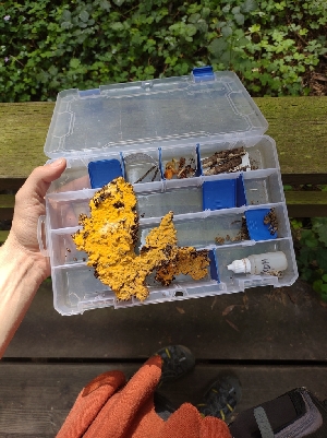  ( - HAY-F-003581)  @11 [ ] by-nc (2023) Sadie Hickey Fungal Diversity Survey