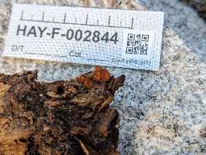  ( - HAY-F-002844)  @11 [ ] by-nc (2023) Stu Pickell Fungal Diversity Survey