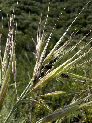  ( - HAY-F-002649)  @11 [ ] c (2023) Rudy Diaz Fungal Diversity Survey