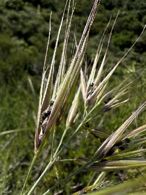  ( - HAY-F-002649)  @11 [ ] c (2023) Rudy Diaz Fungal Diversity Survey