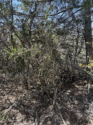  (Melanogaster sp. CA02 - HAY-F-002654)  @11 [ ] c (2023) Rudy Diaz Fungal Diversity Survey