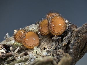  ( - HAY-F-002844)  @11 [ ] by-nc (2023) Stu Pickell Fungal Diversity Survey